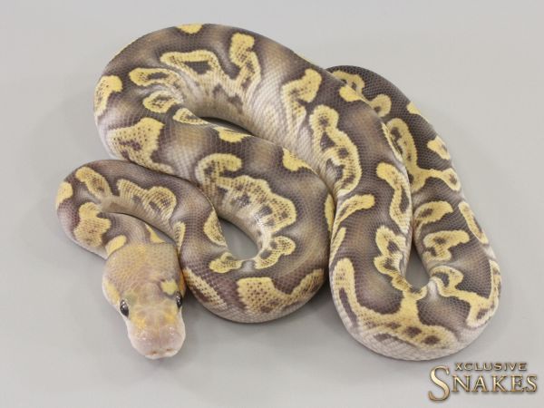 0.1 GHI Mojave Desert Ghost Clown het Hypo 2023