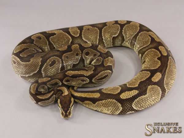 0.1 Enchi Het Red Axanthic 2013