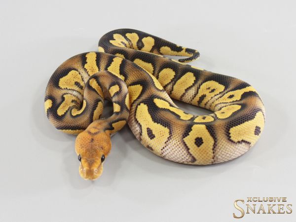 1.0 Wookie Desert Ghost Clown het Hypo 2026