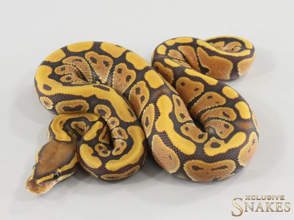 0.1 Nr Mandarin Hypo 2026