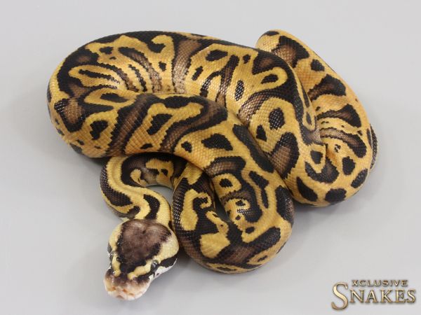 1.0 Pastel Red Stripe Leopard double het Desert Ghost Cryptic 2023