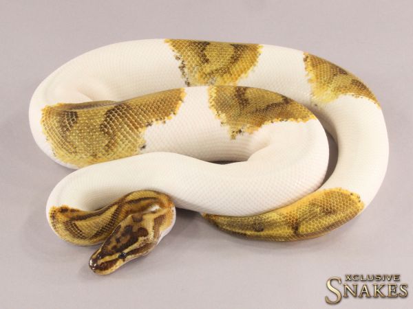 1.0 Enchi Special Piebald 2021 (900g @12.2022)