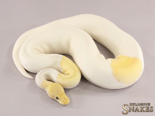 0.1 GHI Banana Mojave Piebald 2021 (1950g @03/2024)