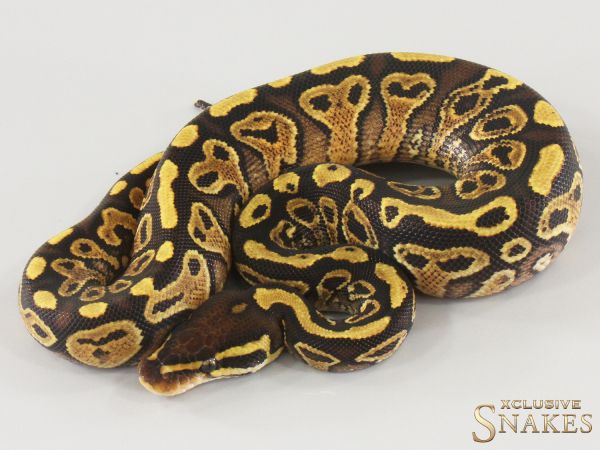 0.1 Yellow Belly Trick het Clown 2025