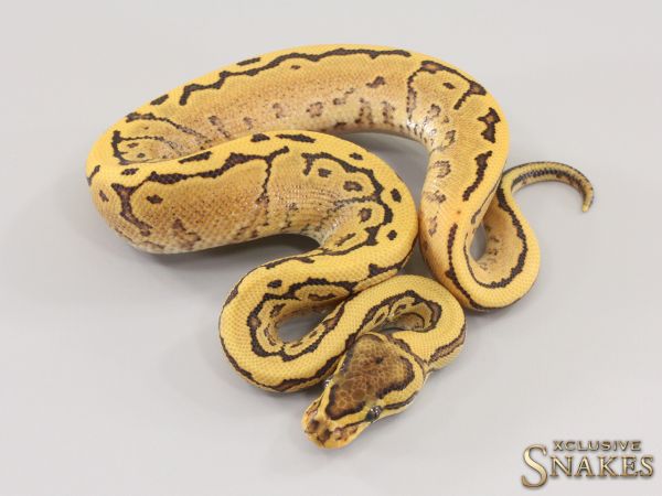 1.0 Pinstripe Red Stripe Desert Ghost het Piebald 2023