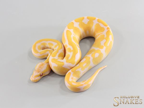 1.0 Red Stripe Lavender double het Clown Piebald 2026
