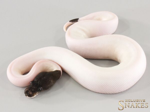 0.1 Super Copper Cinnamon Piebald 2025