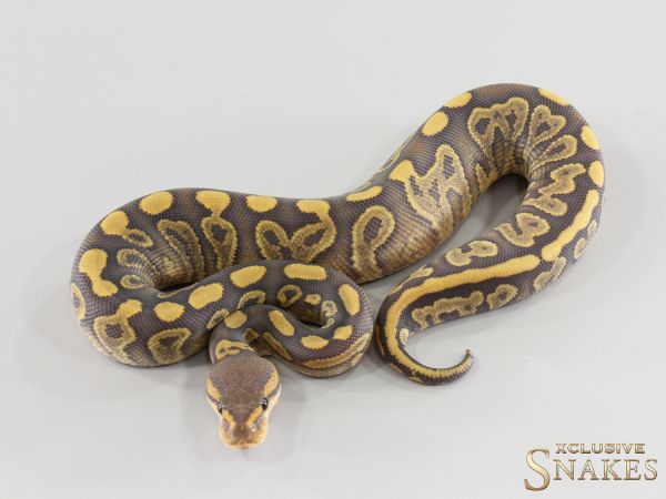 0.1 Wookie Gravel Hypo het Clown 2026