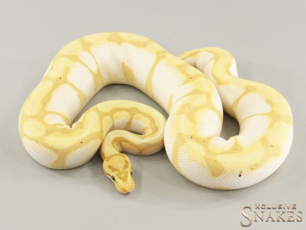 0.1 Banana Spotnose Enchi Sugar Desert Ghost 2022 (1040g @03/2024)