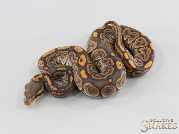 1.0 Nr Mandarin Black Pastel Hypo 2026