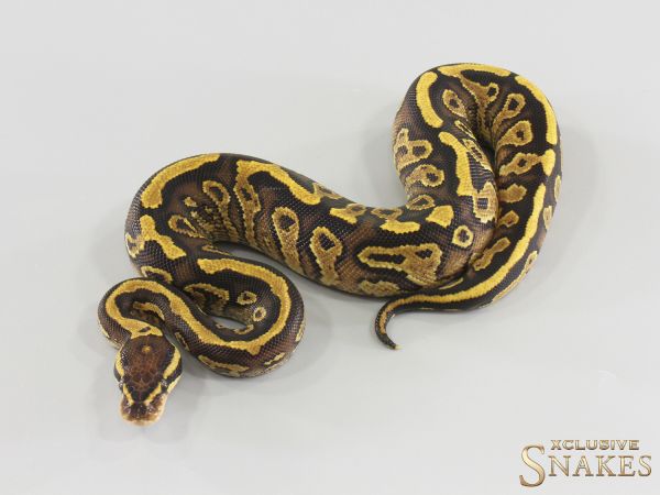 0.1 Trick / Hurricane Gravel double het Desert Ghost Clown 2026