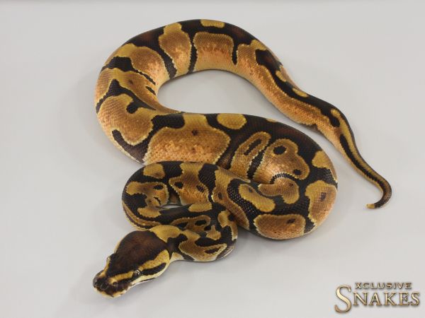 0.1 Enchi het Piebald 2023