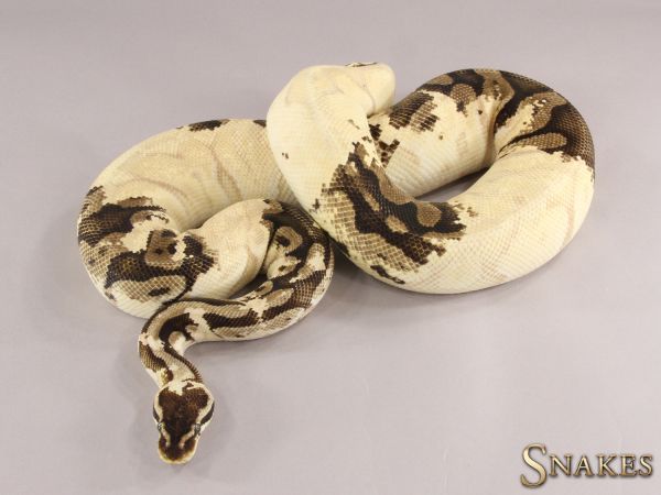 0.1 Banana Pastel het Piebald 2015 - PARADOX