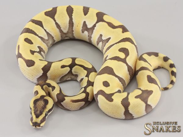 0.1 Super Enchi (pos Super) Het Red Axanthic Desert Ghost 2023