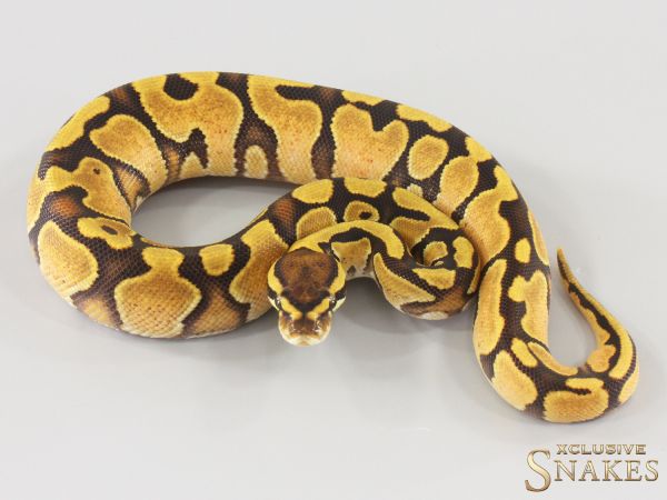 0.1 Lace Enchi double het Hypo Piebald 2025