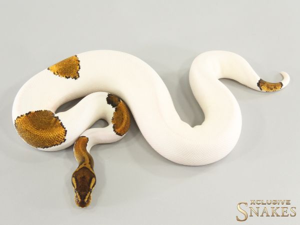 0.1 Copper Yellow Belly Piebald double het Lavender Clown 2025