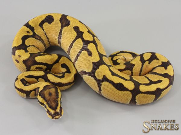 1.0 Enchi Fire pos Het Red Axanthic Desert Ghost double het Hypo Clown 2023