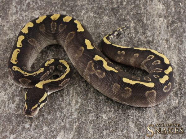 1.0 GHI Mojave het Clown 50% het Piebald 2022