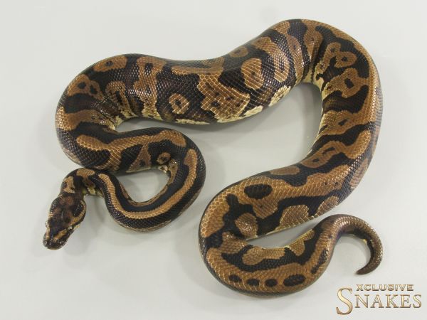 1.0 Confusion double het Desert Ghost Piebald 2021