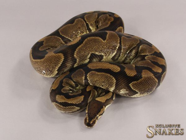 0.1 Sugar het Clown 2013