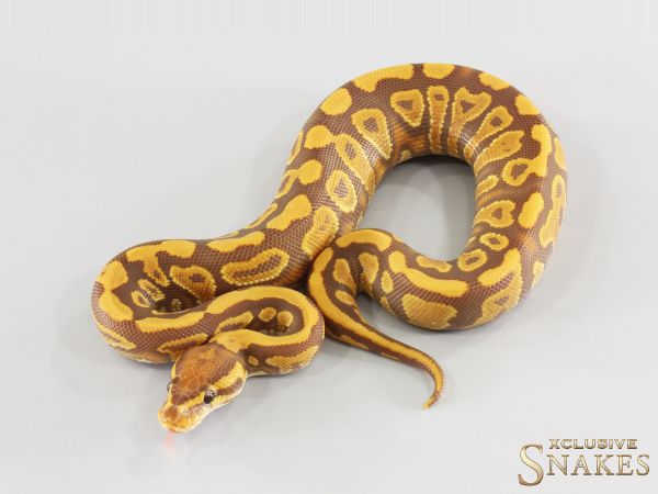 0.1 Gravel Ultramel het Clown 2026