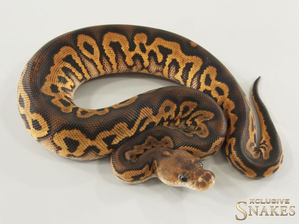 0.1 Black Pastel Gravel Clown het Desert Ghost 2025