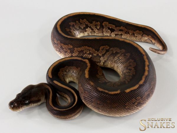 1.0 Copper Cinnamon Yellow Belly het Piebald 2025