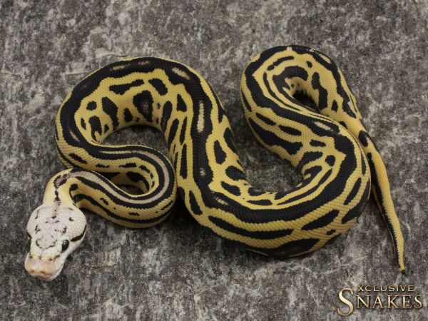 0.1 Pastel Leopard Desert Ghost Crypton(double het Clown Cryptic) 2021