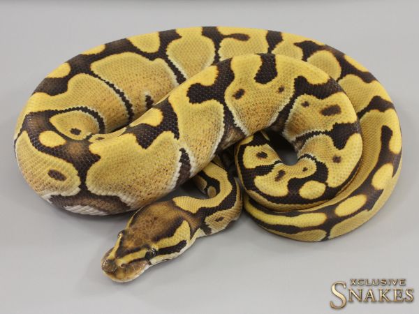 0.1 Enchi Vanilla Desert Ghost het Ultramel 2023