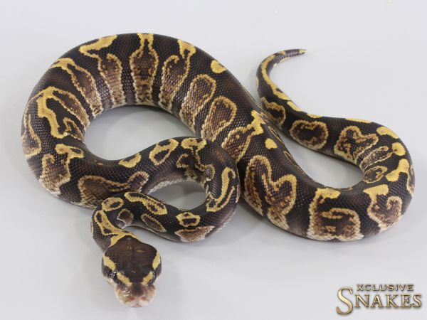 1.0 GHI triple het Lavender Clown Piebald (Holy Grail) 2023