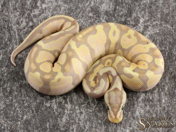 0.1 Pastel Banana het Piebald 2020