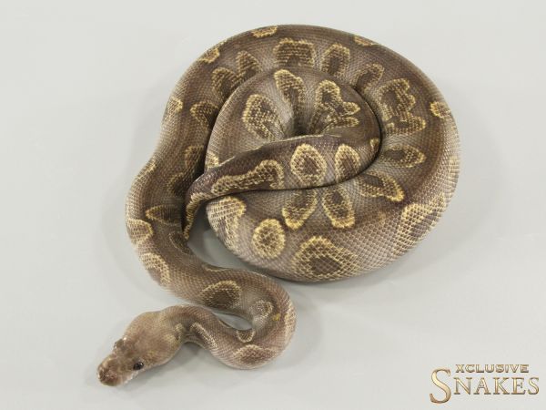 1.0 Super GHI Chocolate Clown 2024