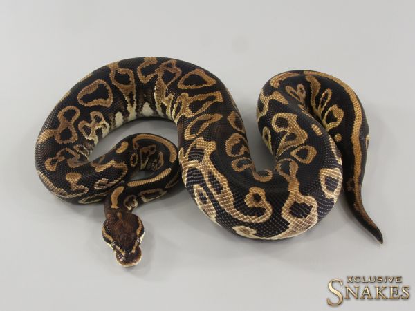 0.1 Leopard Trick het Clown 2021 (1470g @03/2024)