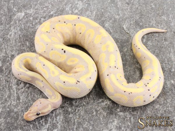 1.0 Gravel Banana het Piebald 2021