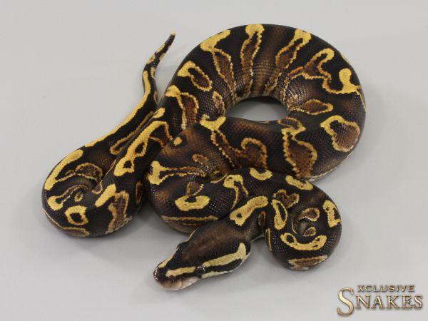 1.0 GHI Yellow Belly het Piebald 50% het Clown 2023