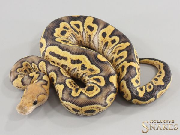 0.1 GHI Desert Ghost Clown het Hypo 2026