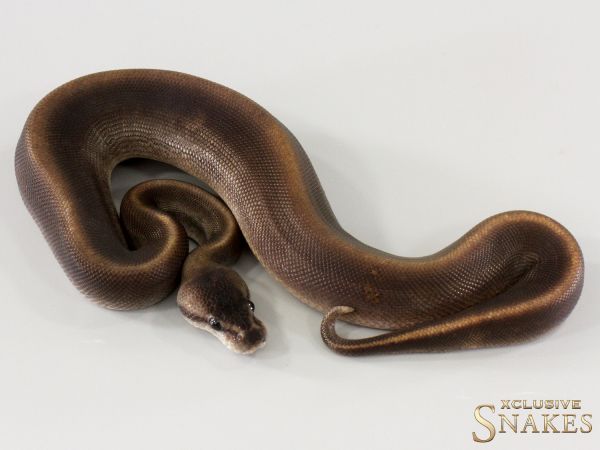 1.0 Super Copper GHI pos Cinnamon het Piebald 2025