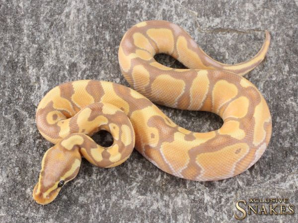 1.0 Banana Enchi Special het Piebald 2021 (Female Maker)