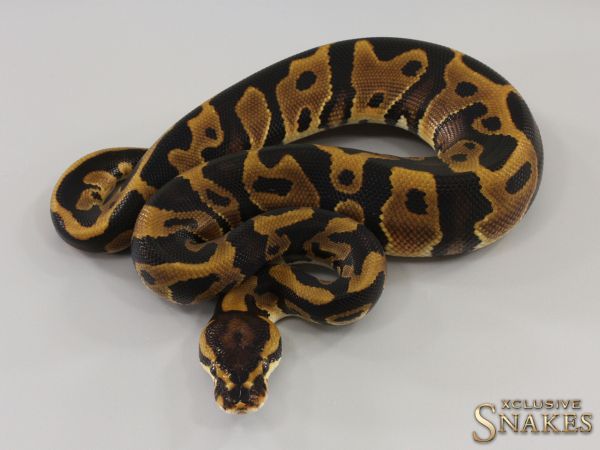 1.0 Leopard double het Sunset Clown 2023