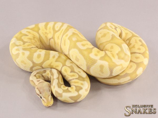 0.1 Pastel Banana GHI Desert Ghost 2021 (2480g @03/2024)