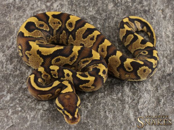 0.1 Fire Yellow Belly het Clown 2022