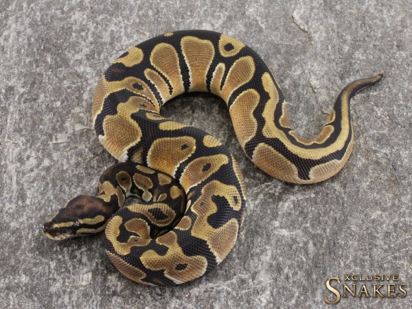 0.1 Orange Dream het Piebald 50% het Clown 2021