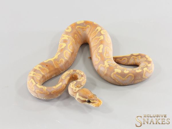 0.1 Gravel Banana GHI 2026