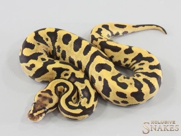 0.1 Lace Fire Leopard triple het Hypo Clown Piebald 2026