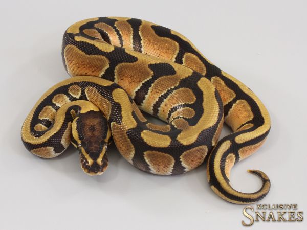 1.0 Enchi double het Desert Ghost Clown 2023