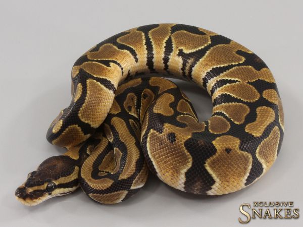 0.1 Triple het Candy Clown Piebald 2023