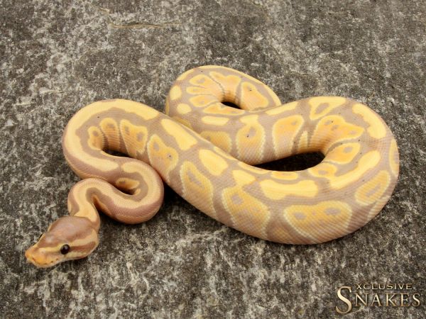 0.1 Banana het Clown 2019