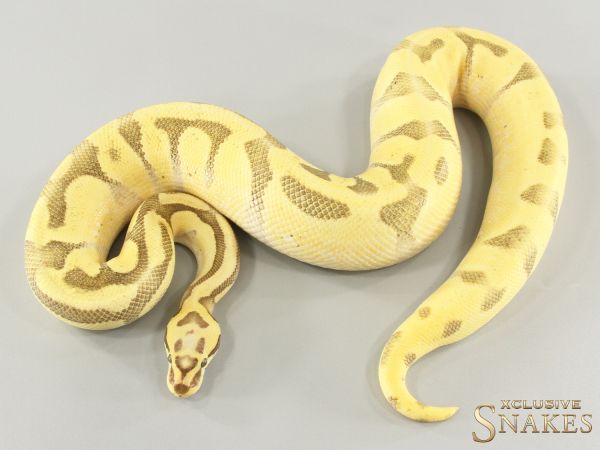 1.0 Pastel Super Enchi Super Vanilla double het Desert Ghost Piebald 2023