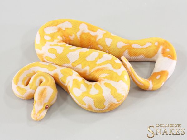 0.1 Dreamsicle het Clown 2026