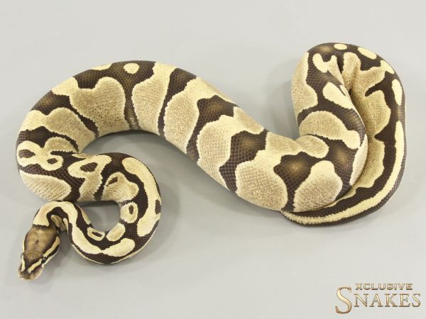 1.0 Desert Ghost double het Sunset Piebald 2024